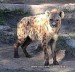 270px-Spotted_hyena2.jpg
